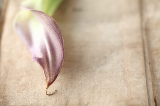 purple flower on an old book page with room for text