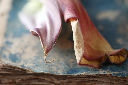 fading flowers on a water-damaged book