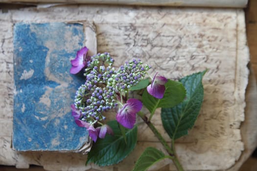 still life of hydrangeas on old textures