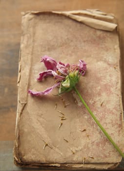vintage damaged book with fading cosmos flower dropping its seeds