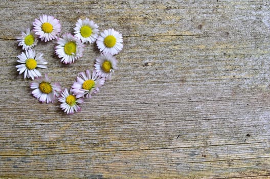 Daisy wood background