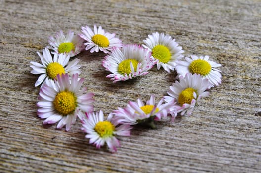 Daisy wood background