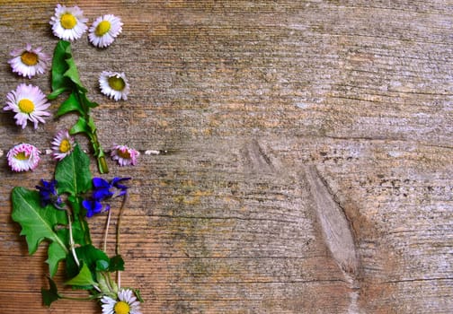 Daisy wood background