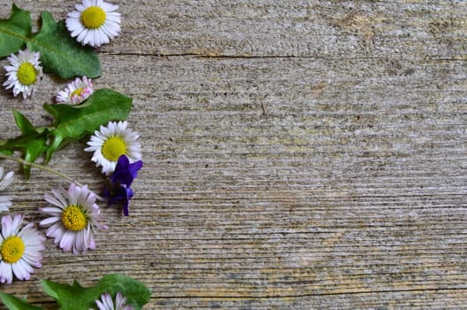 Daisy wood background