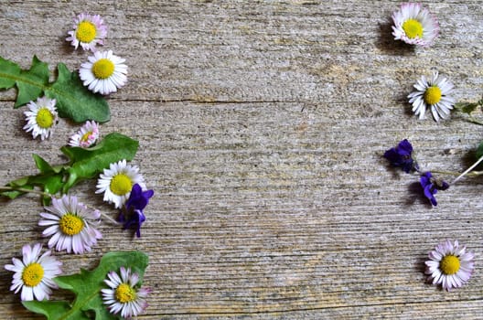 Daisy wood background