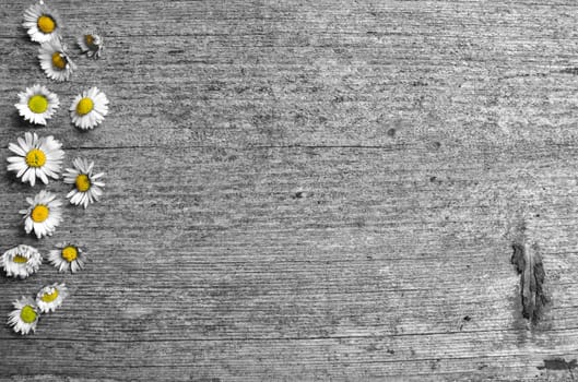 Daisy wood background