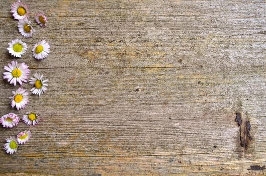 Daisy wood background