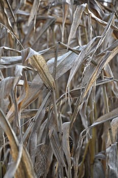 Corn plant in autumn
