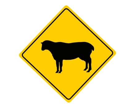 Attention flocks of sheep