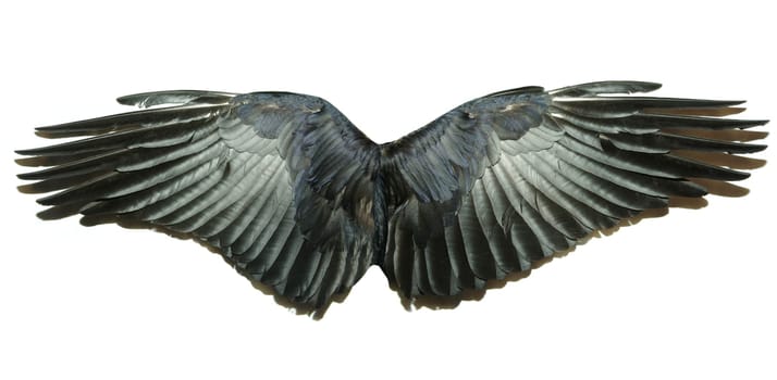 Pair of wings isolated on white