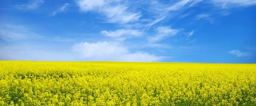 Rape field and clouds in sky