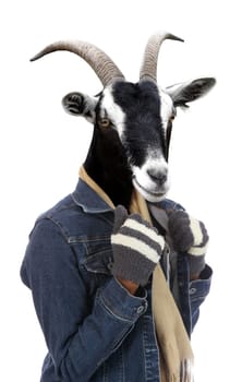 Goat dressed in jacket and gloves concept with human body