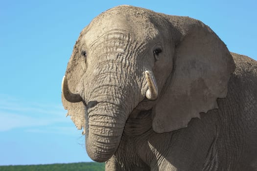 Close up of a large African elephant with a muddy skin
