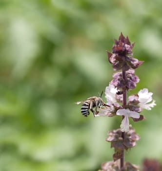 Striped banded Australian native bee Amagilla on a cinnamon basil flower extracting nectar with proboscis