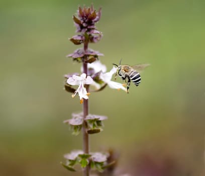 Striped banded Australian native bee Amagilla on a cinnamon basil flower extracting nectar