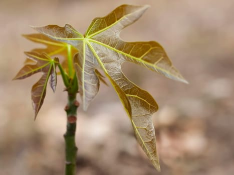 Australian bushtucker juvenile Candlenut Tree Aleurites moluccana young leaves and foliage