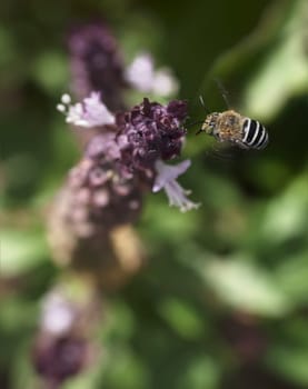 Striped banded Australian native bee Amagilla flying to a purple cinnamon basil flower