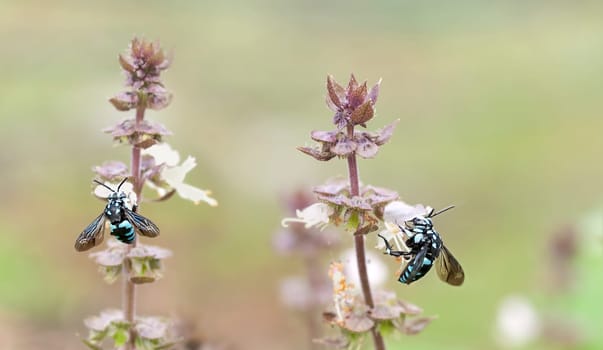 Australian blue neon cuckoo bee  Thyreus nitidulus, live parasitic cuckoo bees on basil flowers