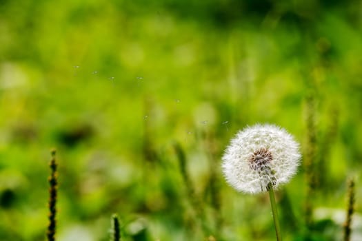 Blown dandelion for adv or others purpose use