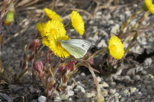 Small cabbage white on Huflattich - Tussilago farfara