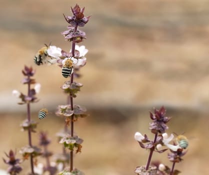 Nature live Australian Blue Banded Bees Amegilla collecting nectar from flowers of cinnamon basil spike in organic garden