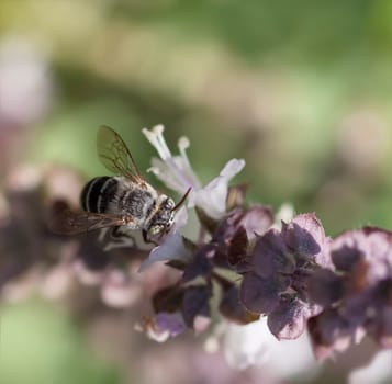 Australian native Blue Banded Bee  variety  displaying white bands on abdomen