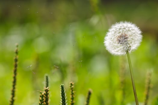 Blown dandelion for adv or others purpose use