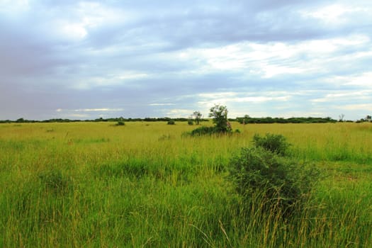 A stormy Uganda savanna full of green and yellow grasses, trees, bushes, and a couple of giraffes.
