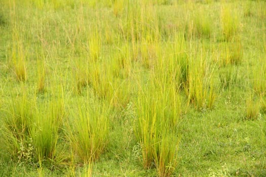 Bright yellow green clumps of grass in the african savannah in Uganda.