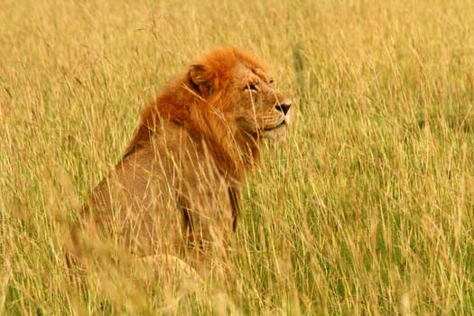 A male lion sits in the savannah surveying his surroundings.
