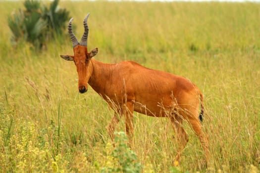 A hartebeest among the grasses of Murchison Falls National Park.