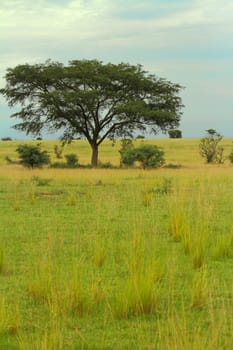 A tree in the the Ugandan savannah of Murchison Falls National Park