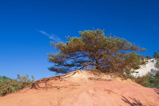Widely branched pine on the ocher hill, which has an orange color. Blue sky in the background. (Le Colorado Provencal de Rustrel, France).