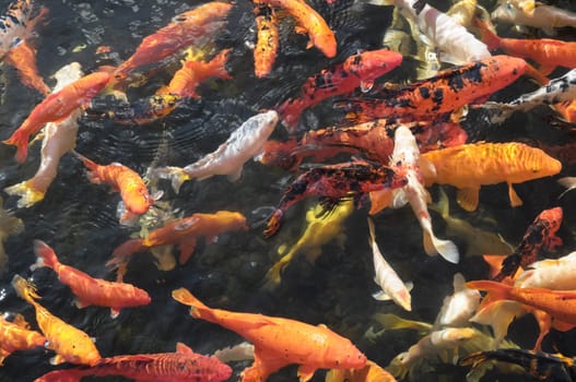 Many Colored Koi Carps in a Dark Pond