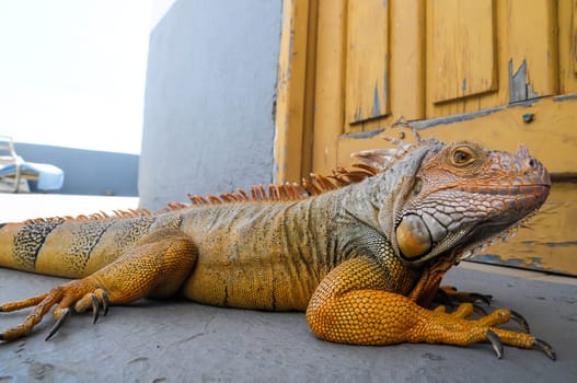 Colored Young Male Iguana Lizard on a Gray Surface