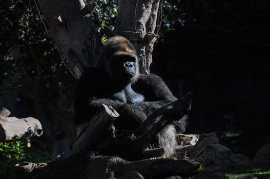 Strong Adult Black Gorilla on the Green Floor