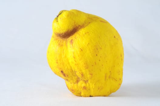 Very Ripe Healthy cedar on a White Background