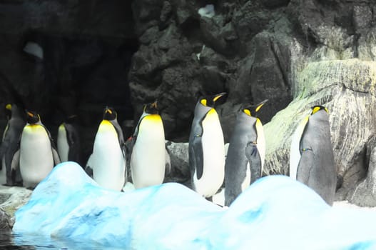 Black and White Colored Penguin in a Cold Place