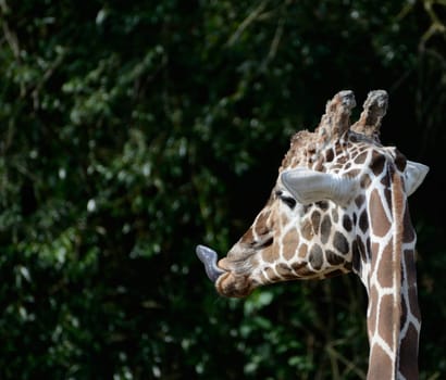 Giraffe sticks out tongue