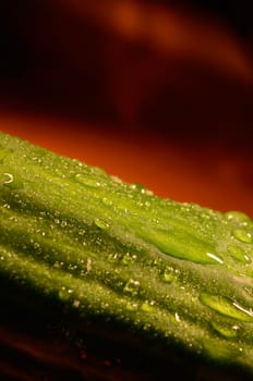 Wet cucumber