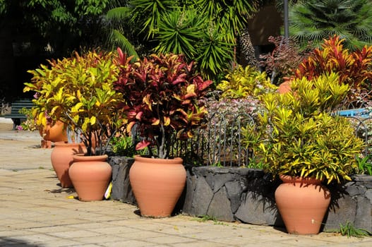 Terracotta Vases with Plants on an Urban Garden