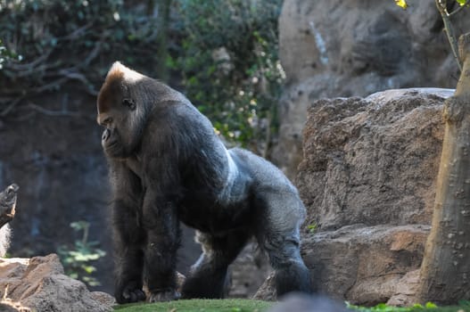 Strong Adult Black Gorilla on the Green Floor