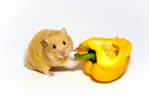 Hamster with a yellow pepper
