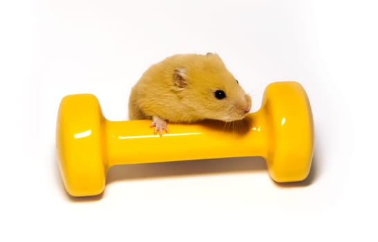 Hamster with a dumbbell