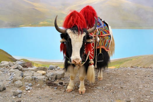 Tibetan Yak on a pass near Lhasa, with turquoise Namtso Lake as backdrop
