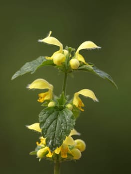 Gold nettle