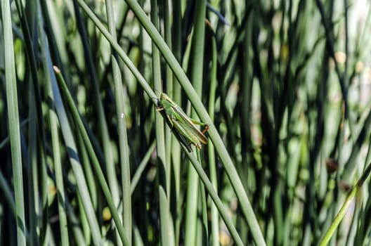 Close, clean and detail picture at one small creature, Grasshooper. Green and simple like allways! The picture is maked in Spain, close to one river in Navarra region.