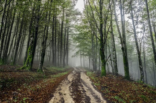 Beautiful nature photography inside the fores in Spain. The fog is adding mysticle atmosphere in this otherwhise boring forest, The road tru the forest is making the picture more dramatic.