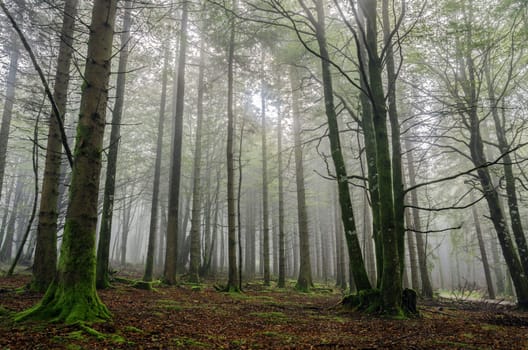 Beautiful nature photography inside the fores in Spain. The fog is adding mysticle atmosphere in this otherwhise boring forest, beautiful sun rays are cutting the fog and make the picture more dramatic.