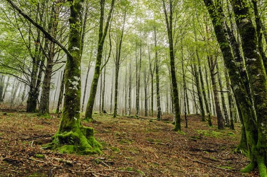 Beautiful nature photography inside the fores in Spain. The fog is adding mysticle atmosphere in this otherwhise boring forest, beautiful sun rays are cutting the fog and make the picture more dramatic.